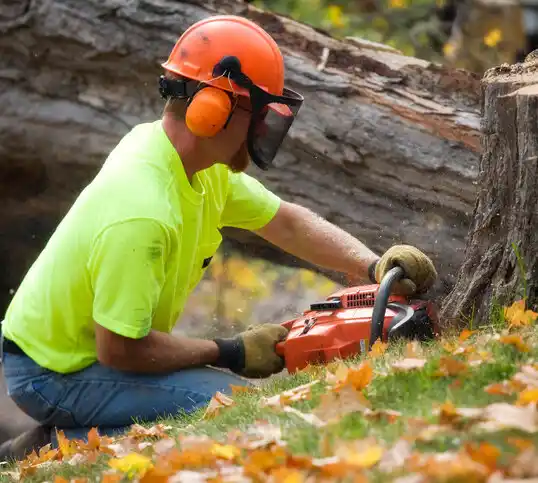 tree services South Dennis